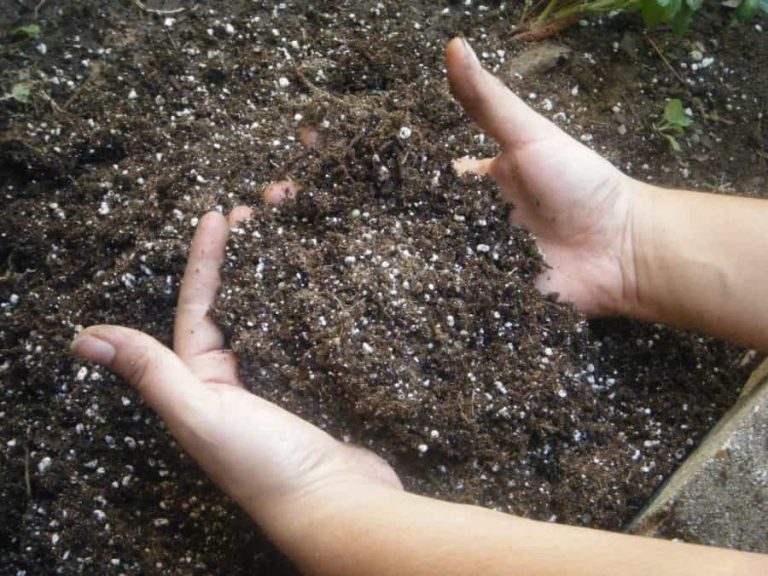 best soil for cannabis