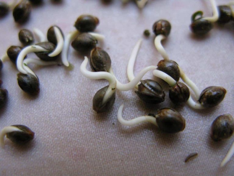 Germinating cannabis seeds