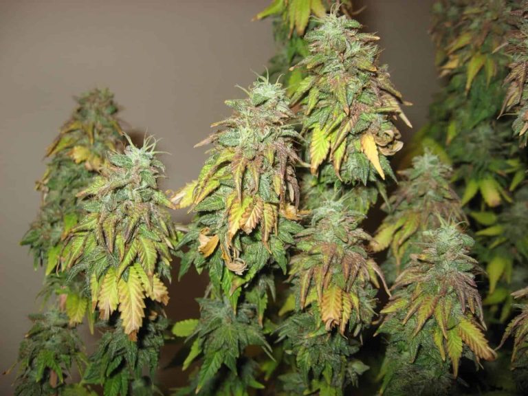 Over fertilized cannabis