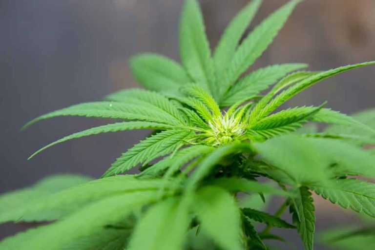 Young cannabis bud