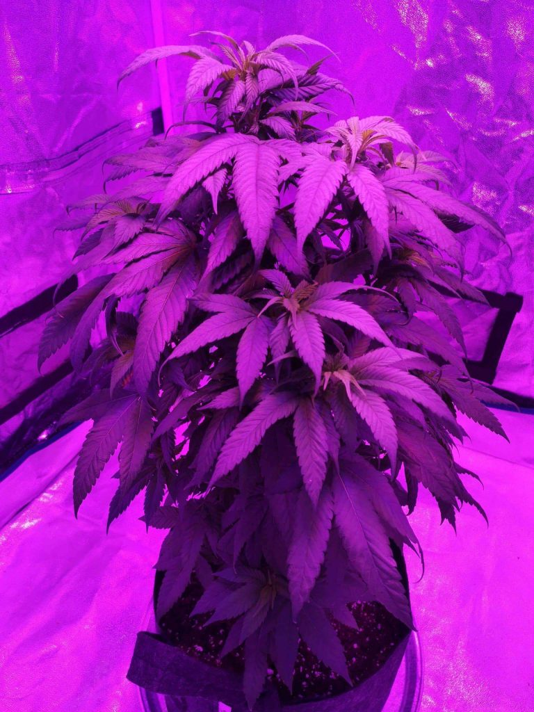 How Much Light Do Cannabis Plants Need
