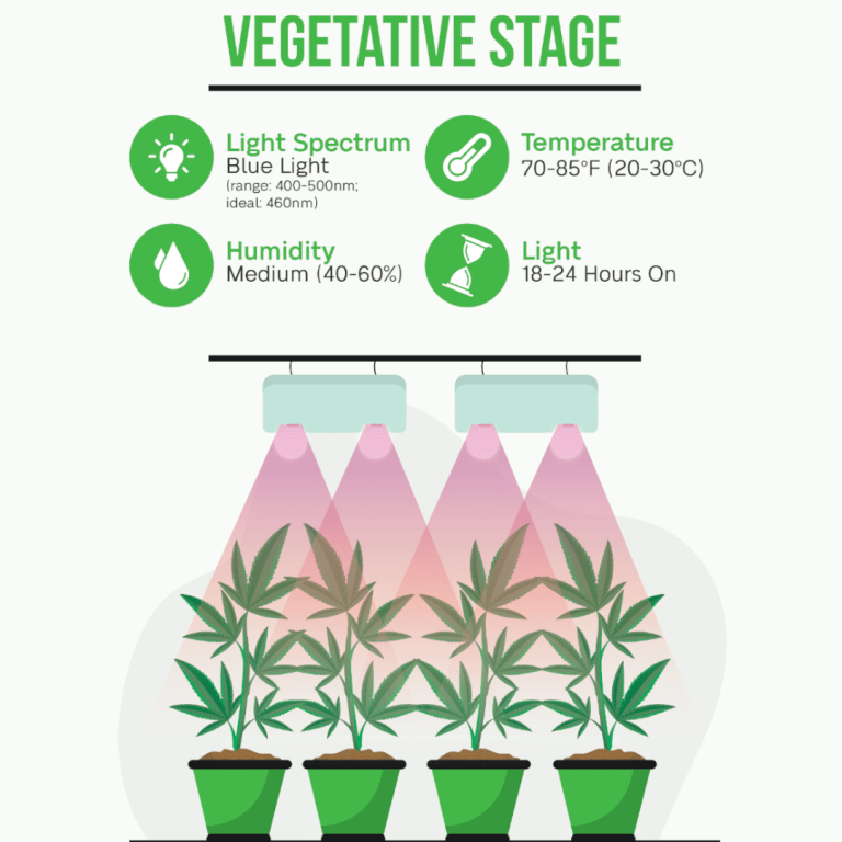 environment for vegetative stage