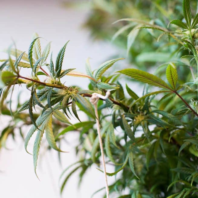 Low Stress training Cannabis