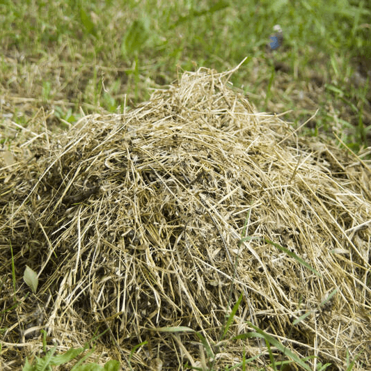 Weed that smells like grass
