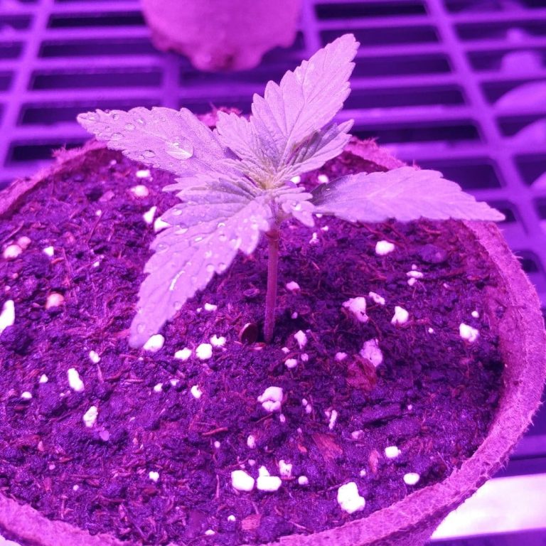 1 week old cannabis sprout