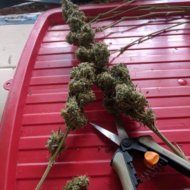 Dry trim vs wet trim weed