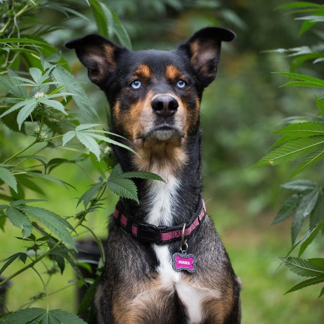 Dog and Cannabis