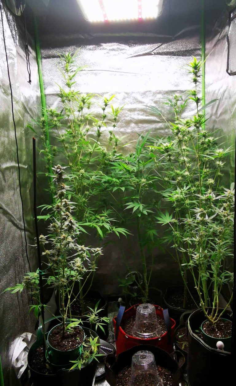 Indoor cannabis plants