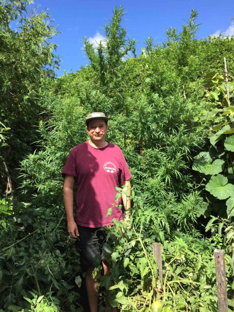 Very tall cannabis plant