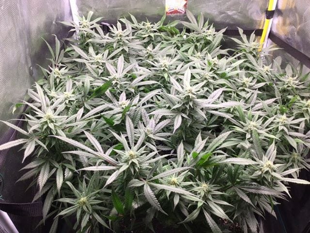 indoor tent scrog