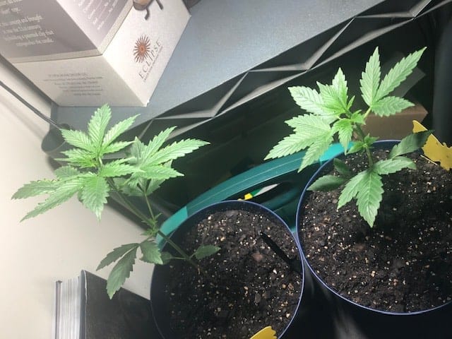 Indoor Cannabis Plants