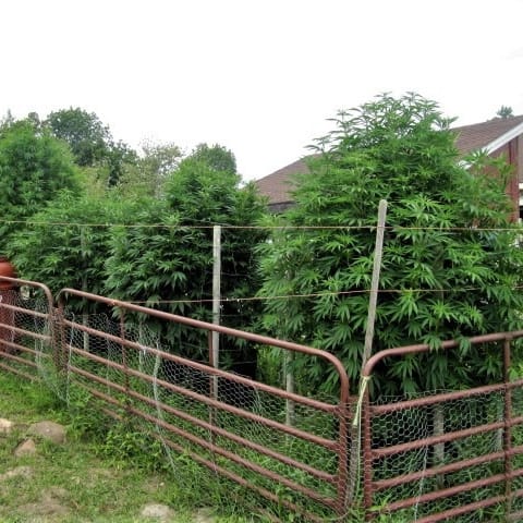 outdoor cannabis grow