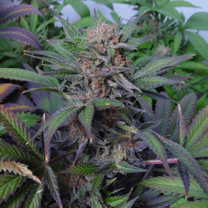 somango soma purple cannabis seeds