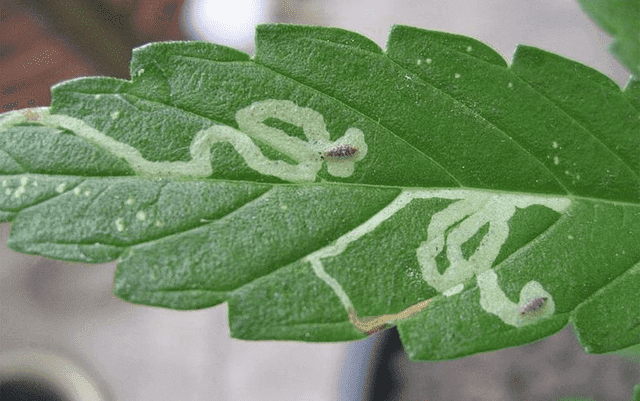 cannabis pests