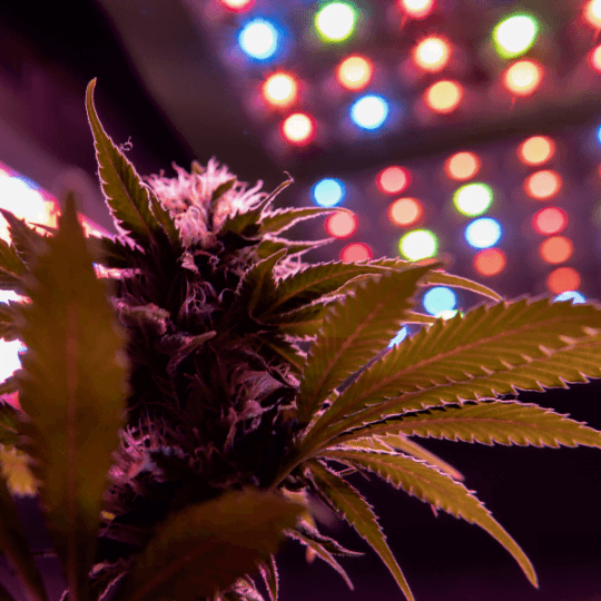Hot cannabis