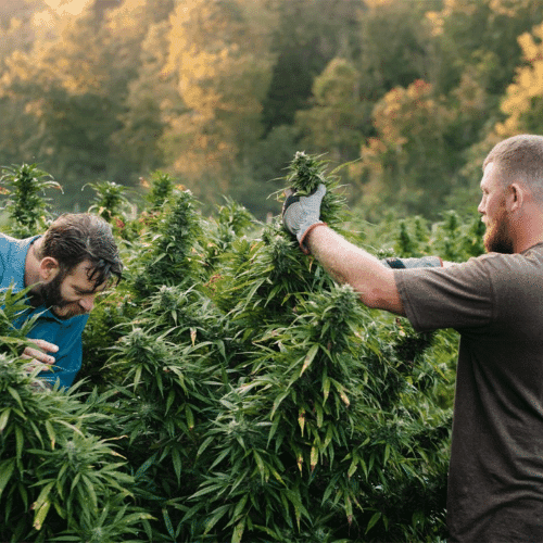 Growing cannabis outdoors in northern california