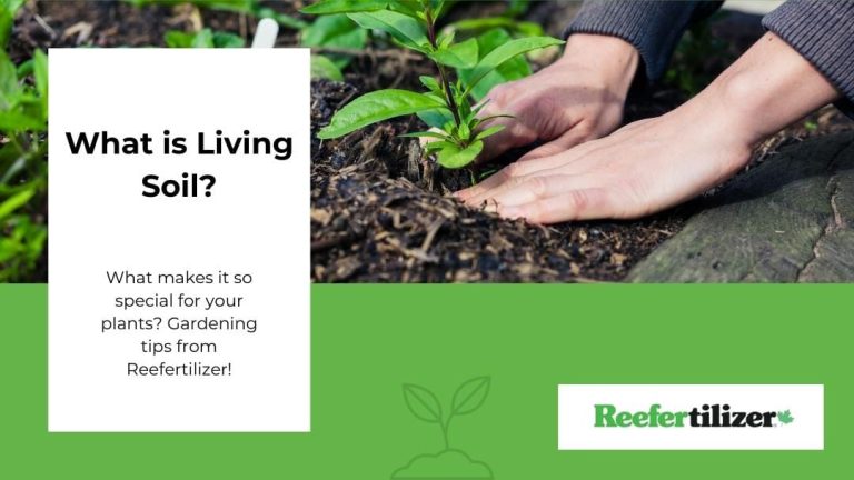 Benefits Of Living Soil & Gardening Tips