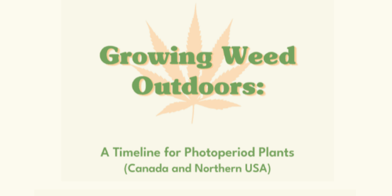 Growing Weed Outdoors Timeline Infographic