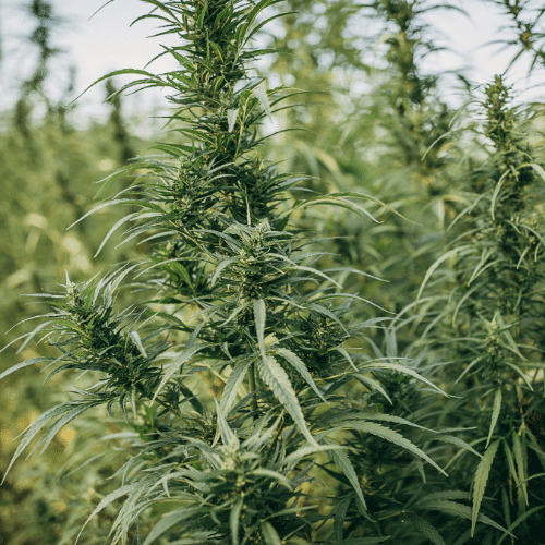 Hemp in Field
