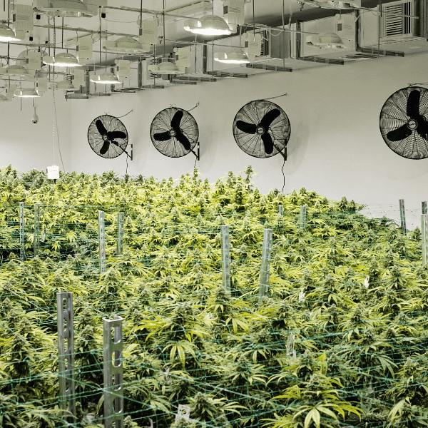 Airflow for cannabis plants