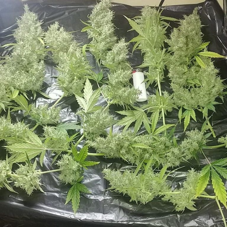 Big autoflower harvest