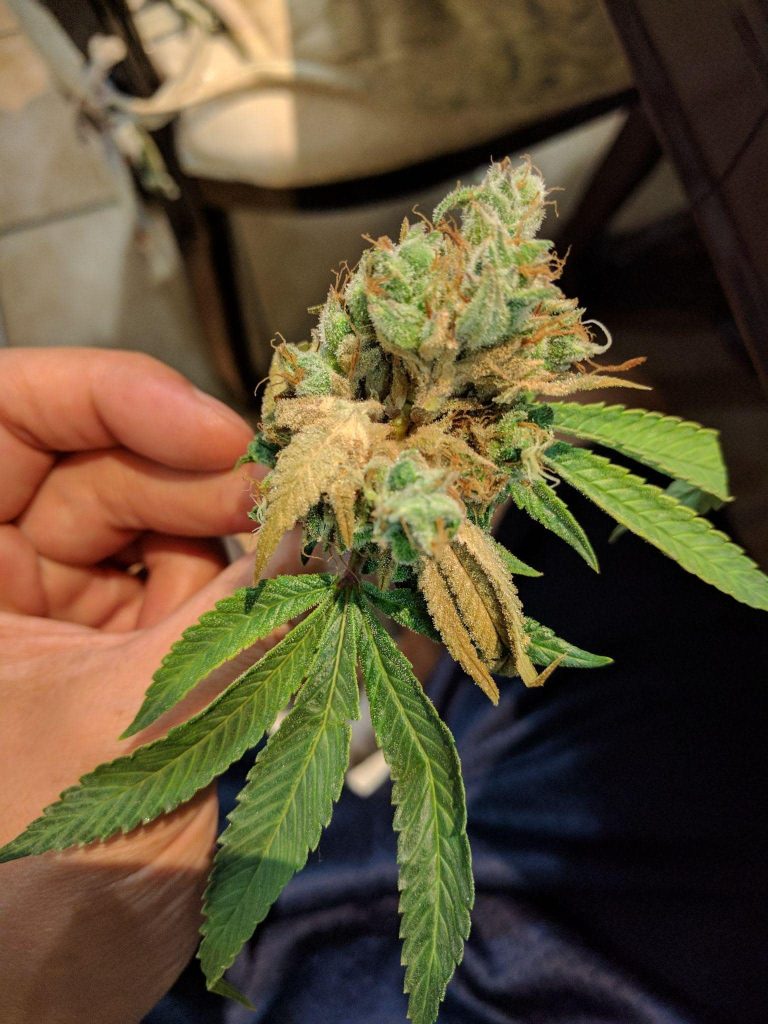 cannabis Bud rot mold