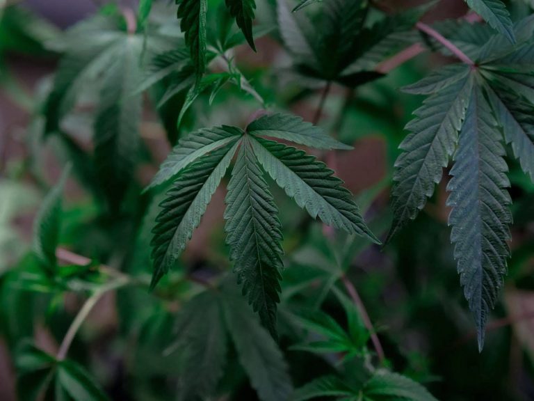 cannabis cultivation Pennsylvania