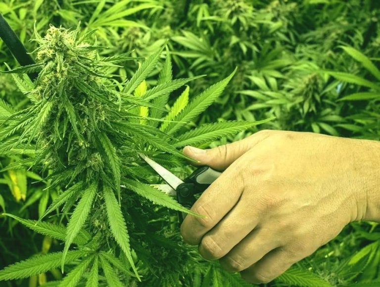 Pruning cannabis plants