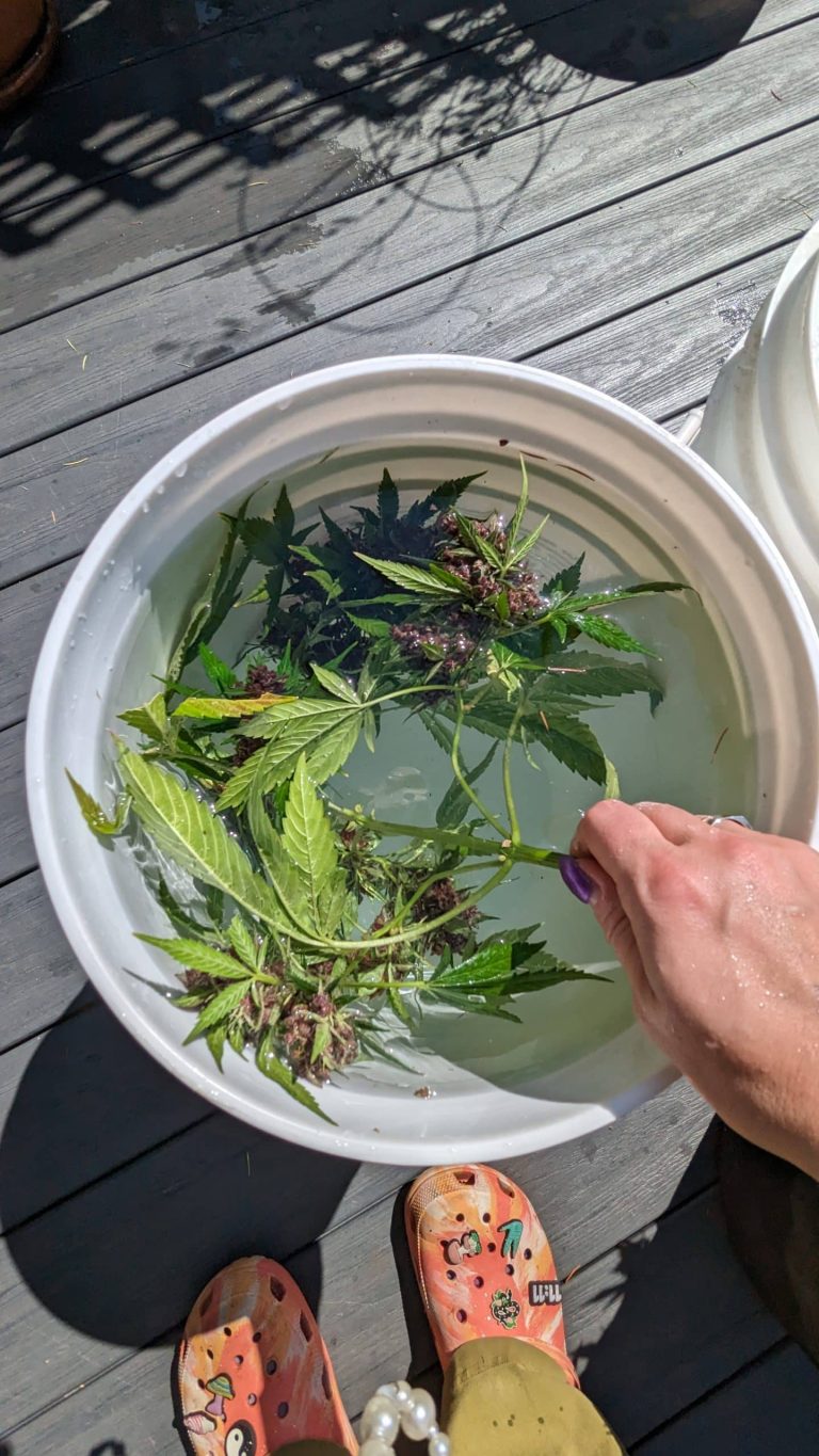 Washing outdoor cannabis