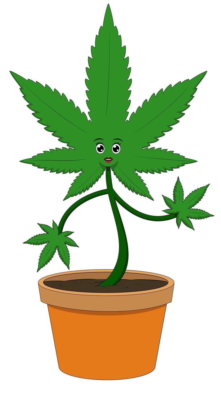 feminized cannabis plant