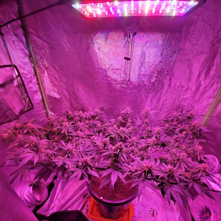 Indoor cannabis Grow Tent Light