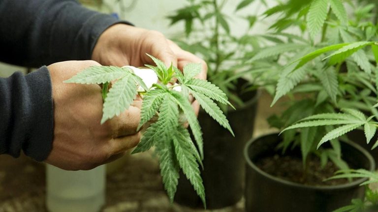 growing cannabis at home using cultivars
