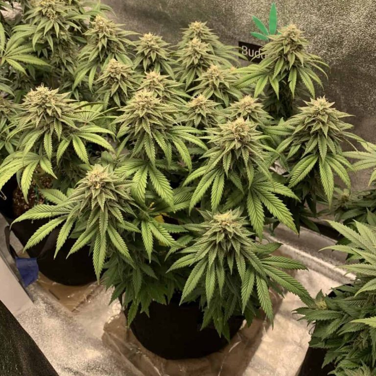terpy Autos in grow tent setup