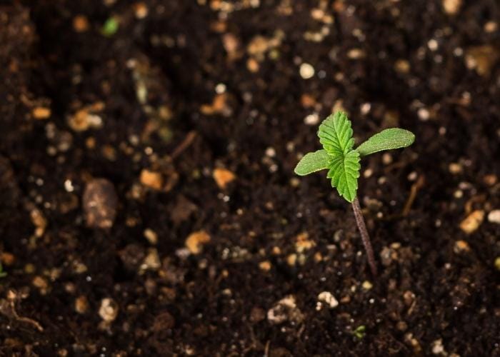 Living soil and Hemp Plants