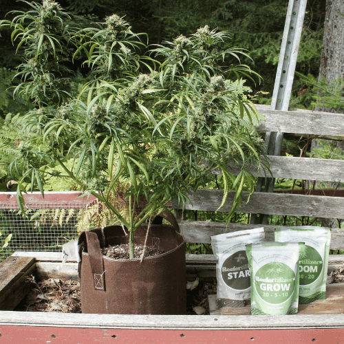 Growing Weed at the cottage with Reefertilizer