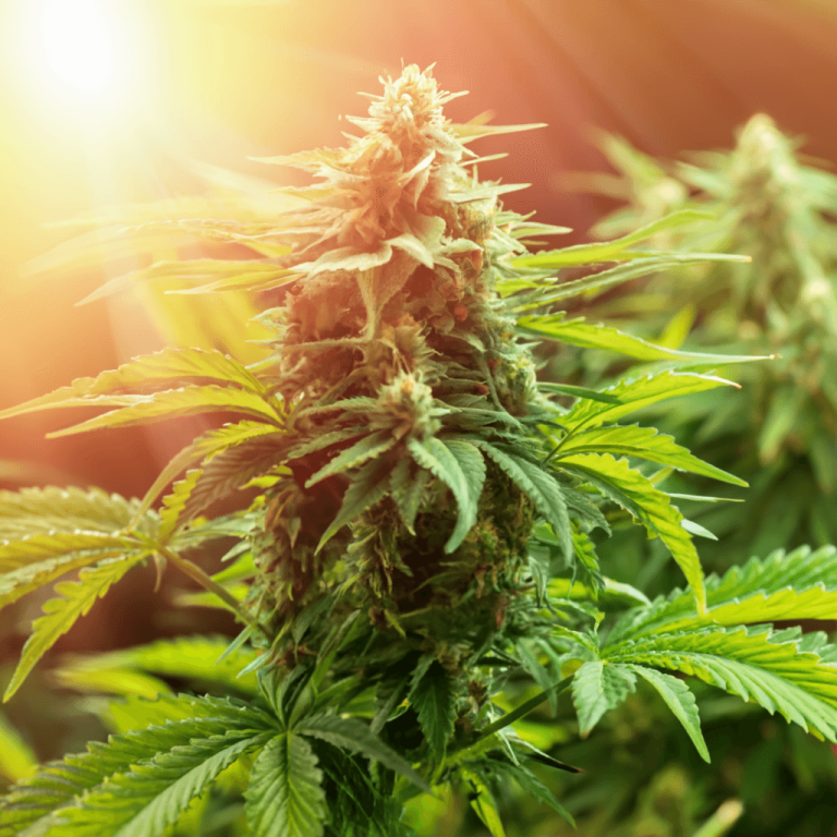 high THC autoflowers