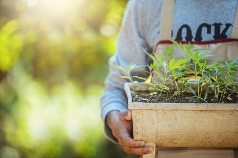 growing cannabis outdoors Ohio