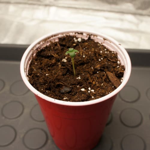 Cannabis seedling with cotyledons showing early growth stage before nutrient feeding