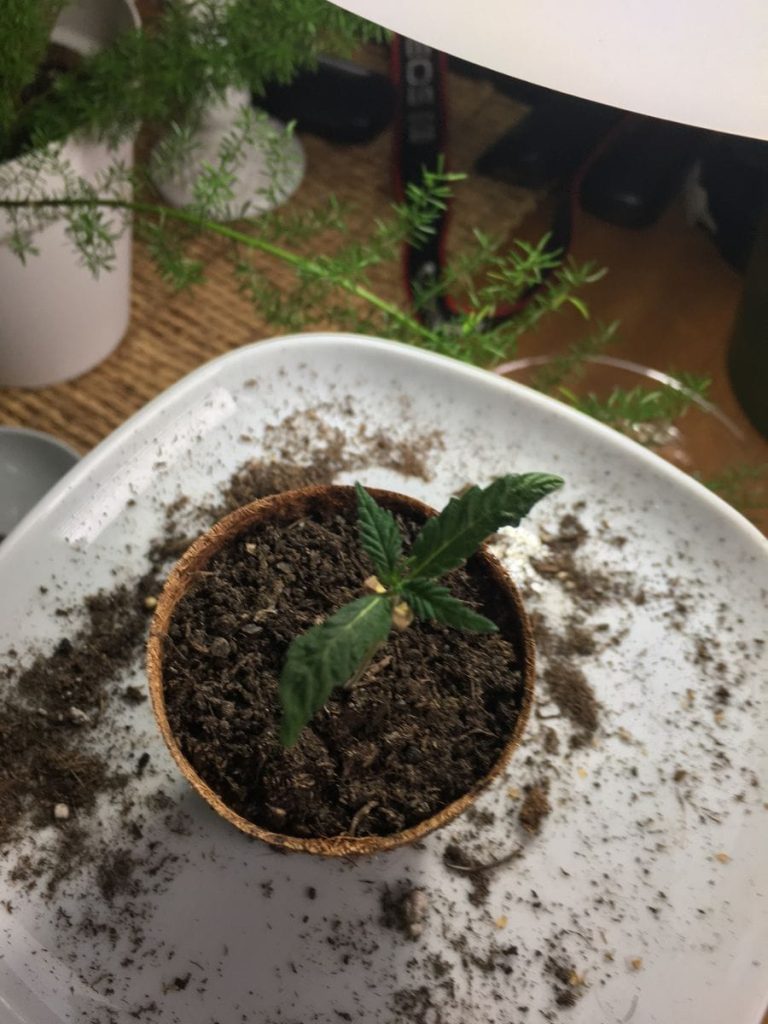 Cannabis grown in soil