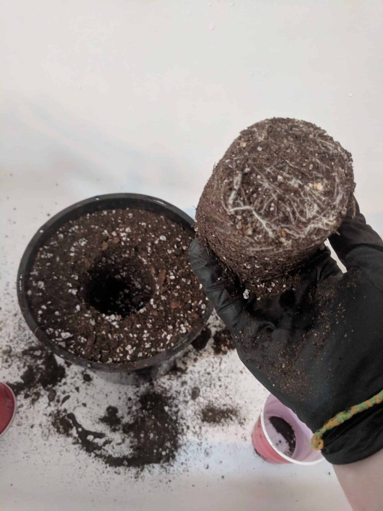 cannabis ready to transplant