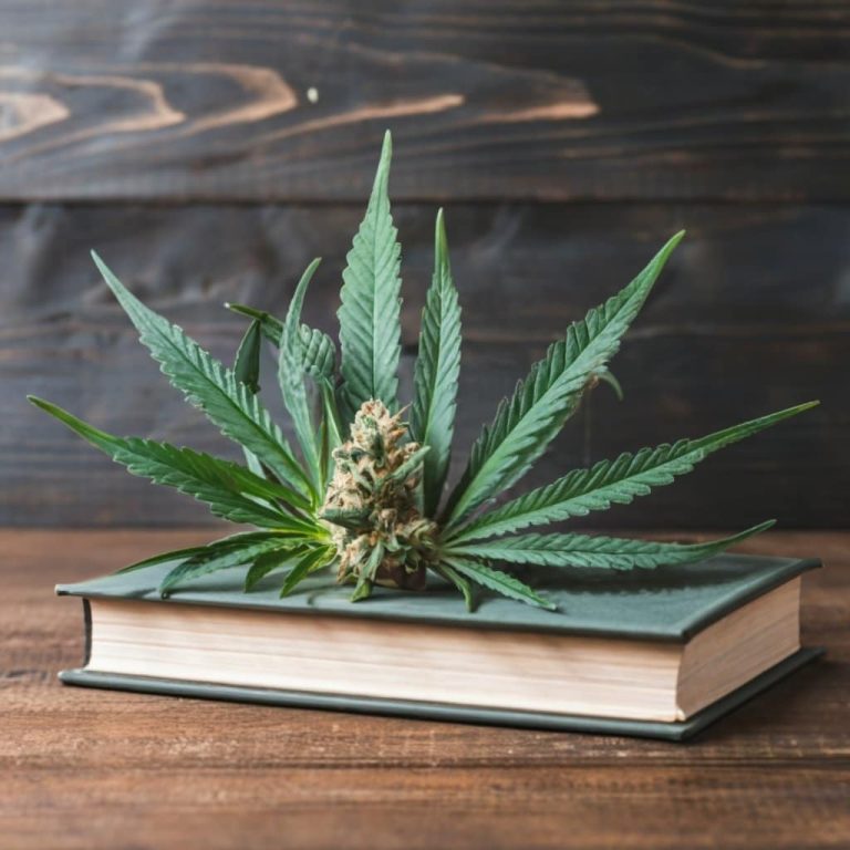 cannabis terminology