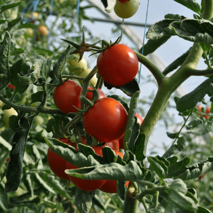 Growing tomatoes with cannabis fertilizer