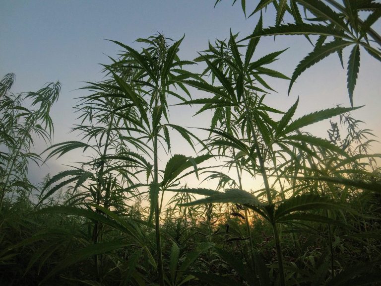 outdoor cannabis