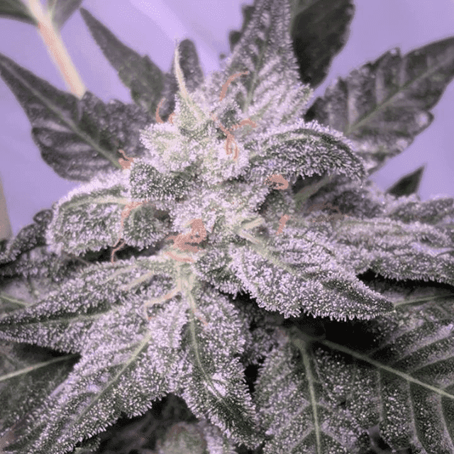 Choosing fertilizer for weed