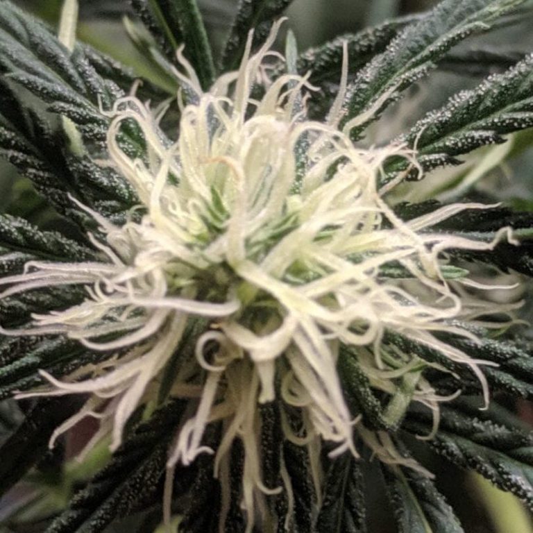 When to harvest your cannabis plants by looking at pistils white hairs on flower