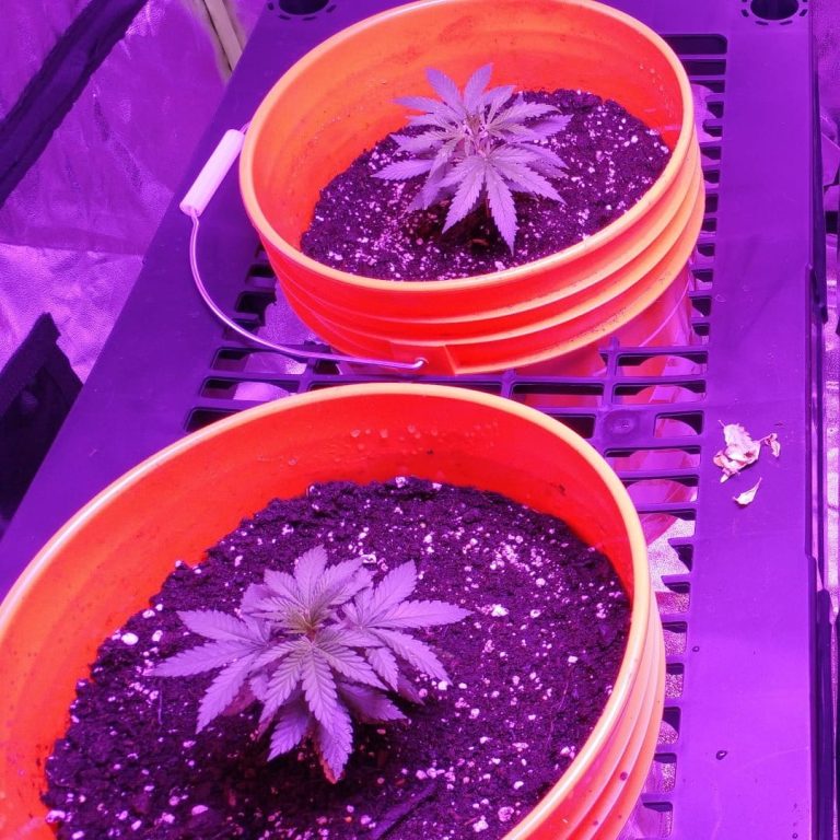 after transplant