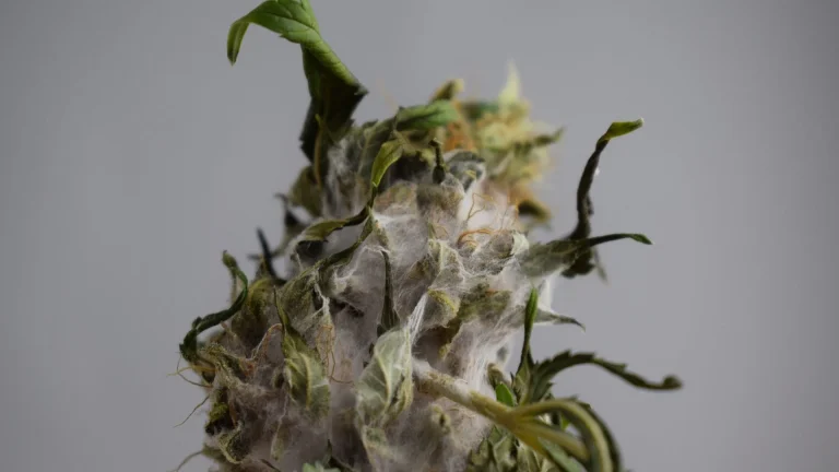 moldy cannabis bud