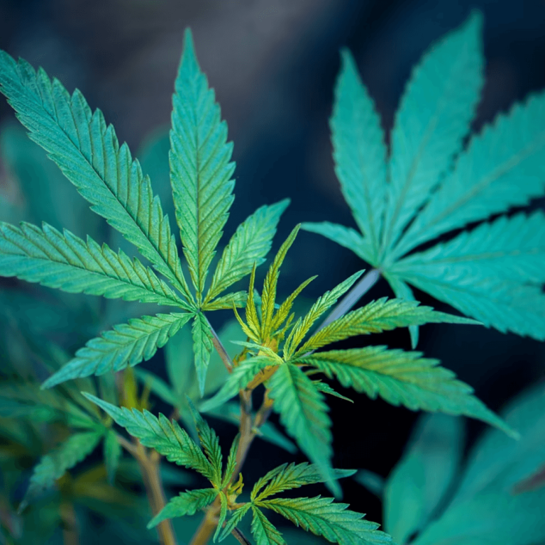Cannabis Brands Are Going Eco-Friendly