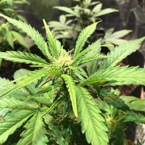 yellowing cannabis plant