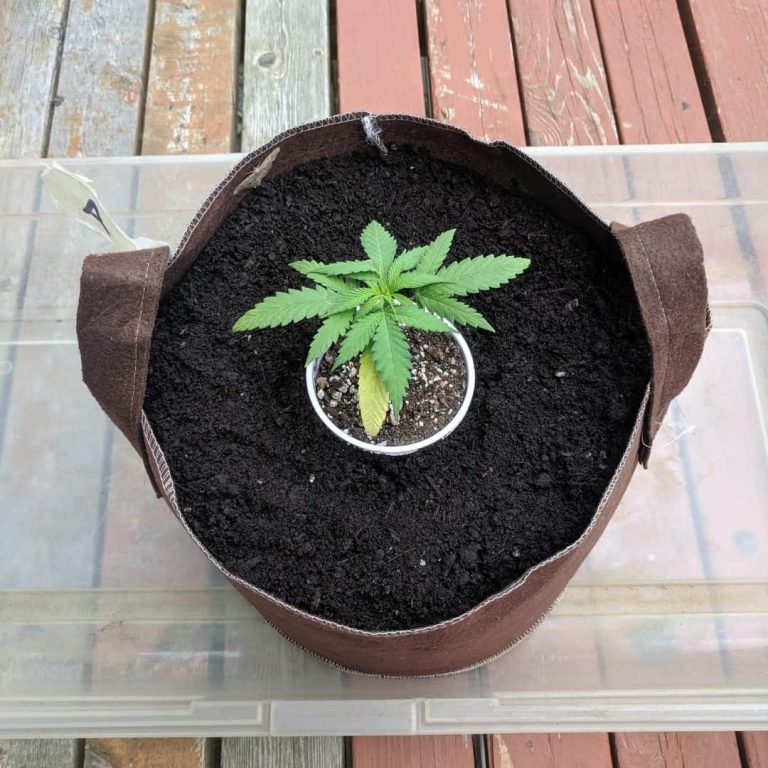 Transplanting cannabis first feeding